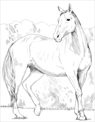 Heavy Warmblood Mare Coloring Page